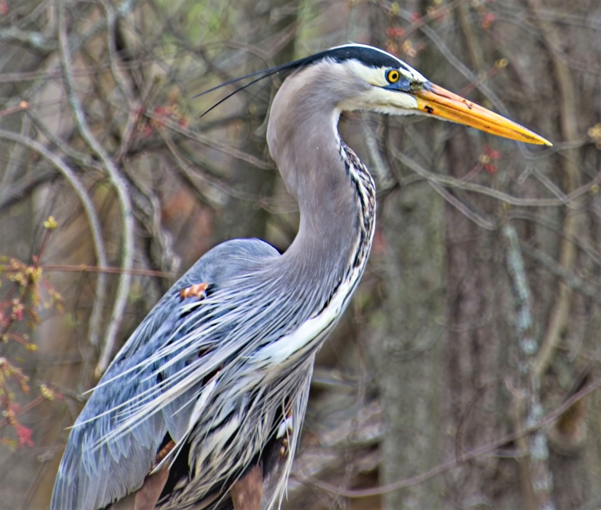 Blue Heron by Charles Hall