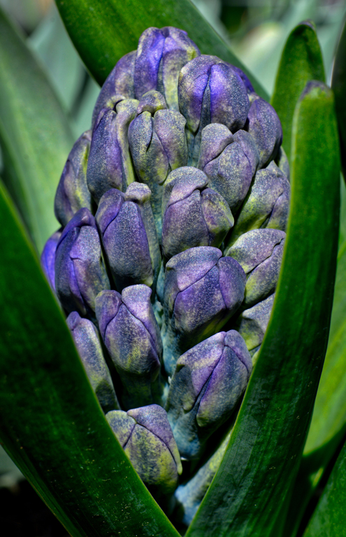 Blue Hyacinth by Frank Zaremba