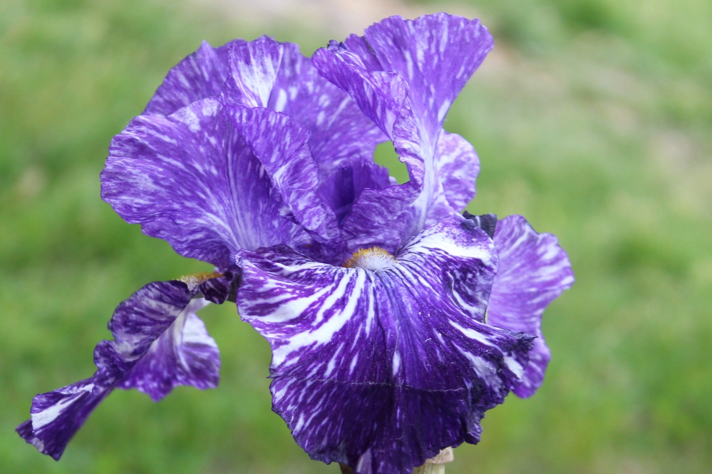 Blue Iris by James Haney