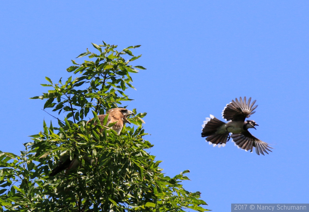 Blue Jay harassing Red Tail Hawk by Nancy Schumann