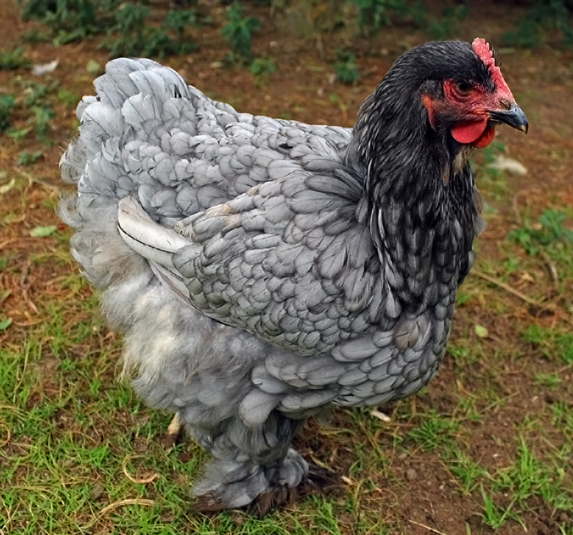 Blue Laced Orpington by William Latournes