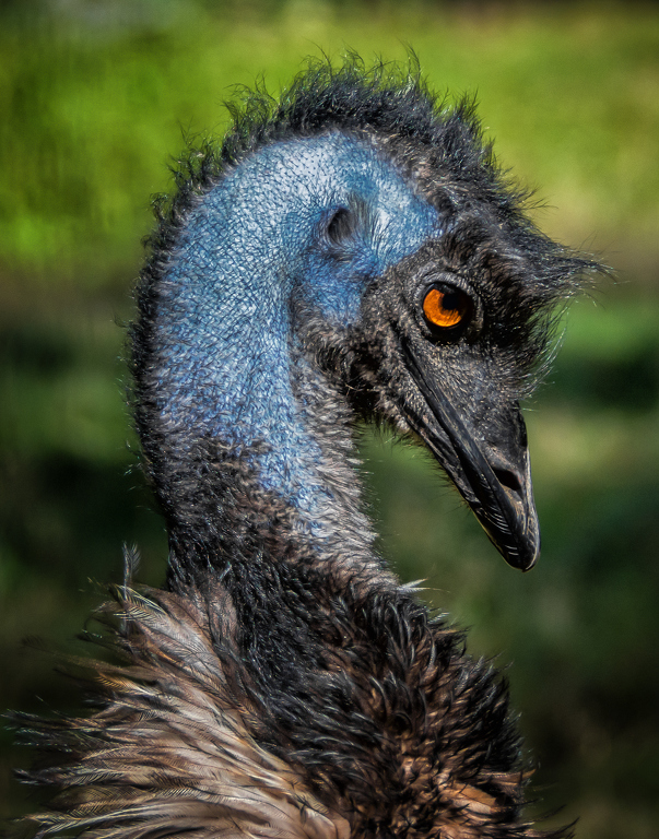 Blue Neck Emu by Lorraine Cosgrove