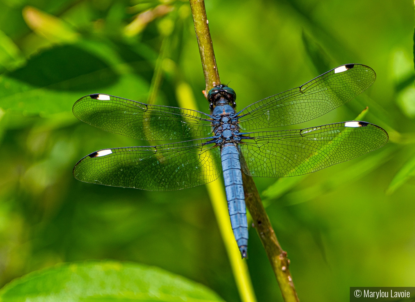 Blue Spangled by Marylou Lavoie