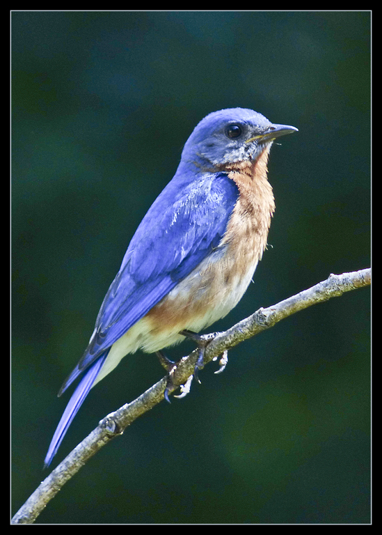 Bluebird by Bruce Metzger