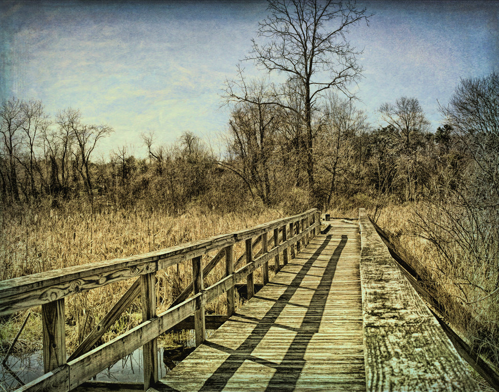 Boardwalk to the Bog by Lorraine Cosgrove