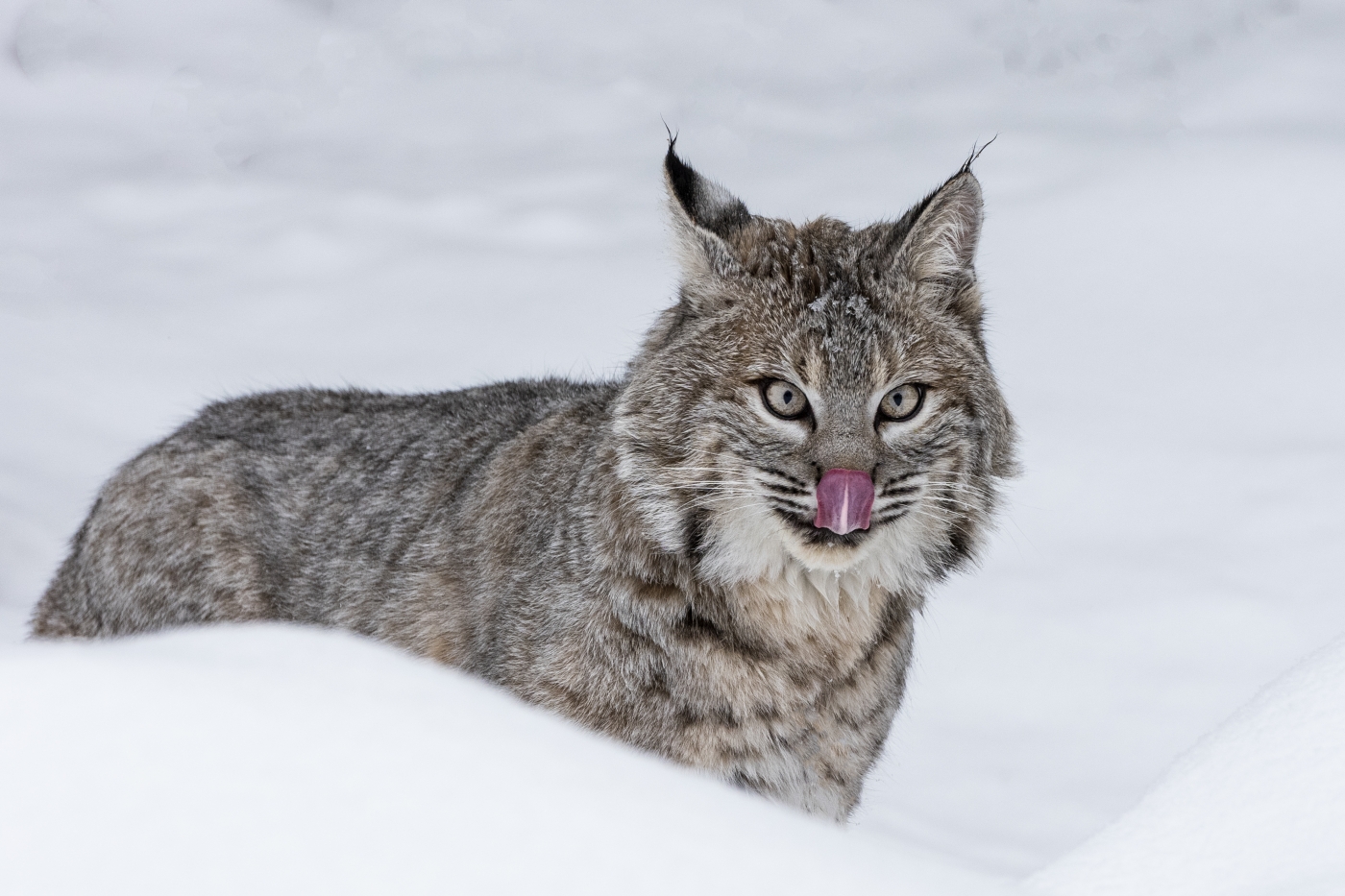 Bob Cat in The Snow by Danielle D'Ermo