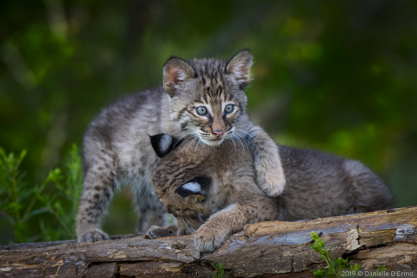 Bob Cat Kittens Playing by Danielle D'Ermo