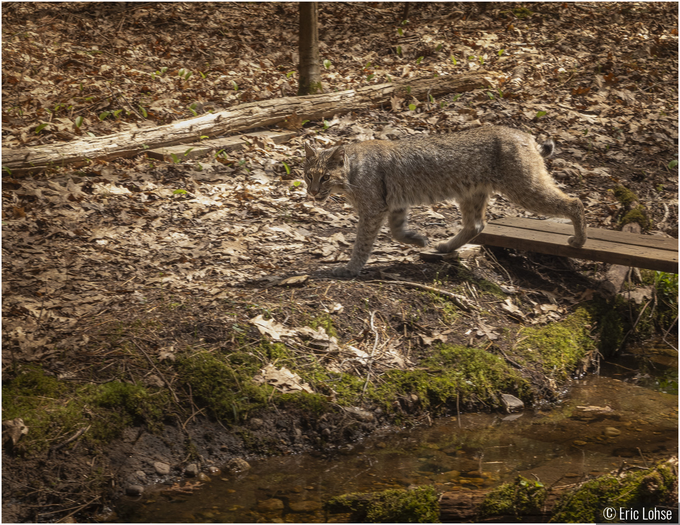 Bobcat on the boards by Eric Lohse