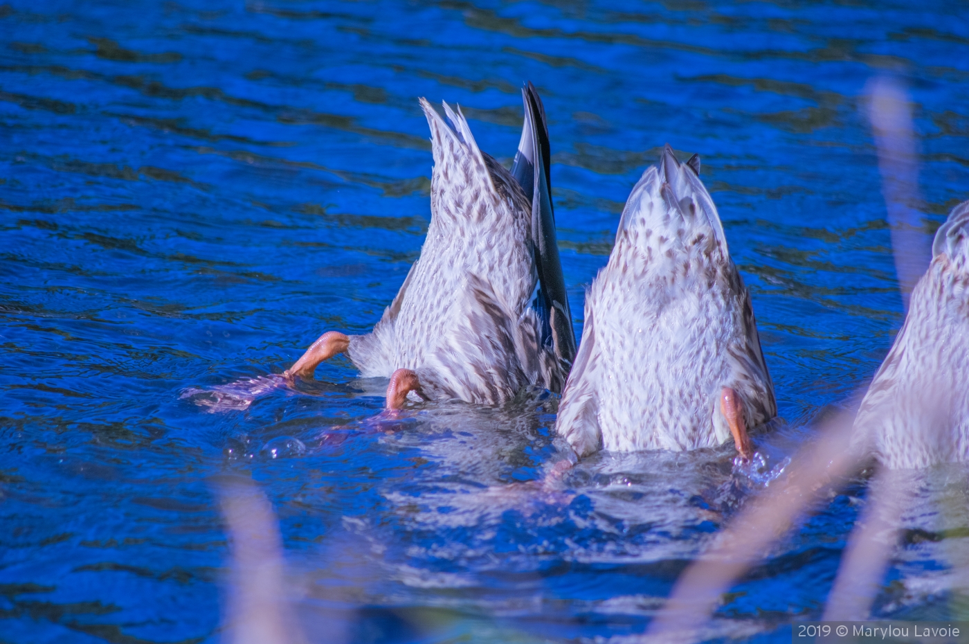 Bottoms Up by Marylou Lavoie