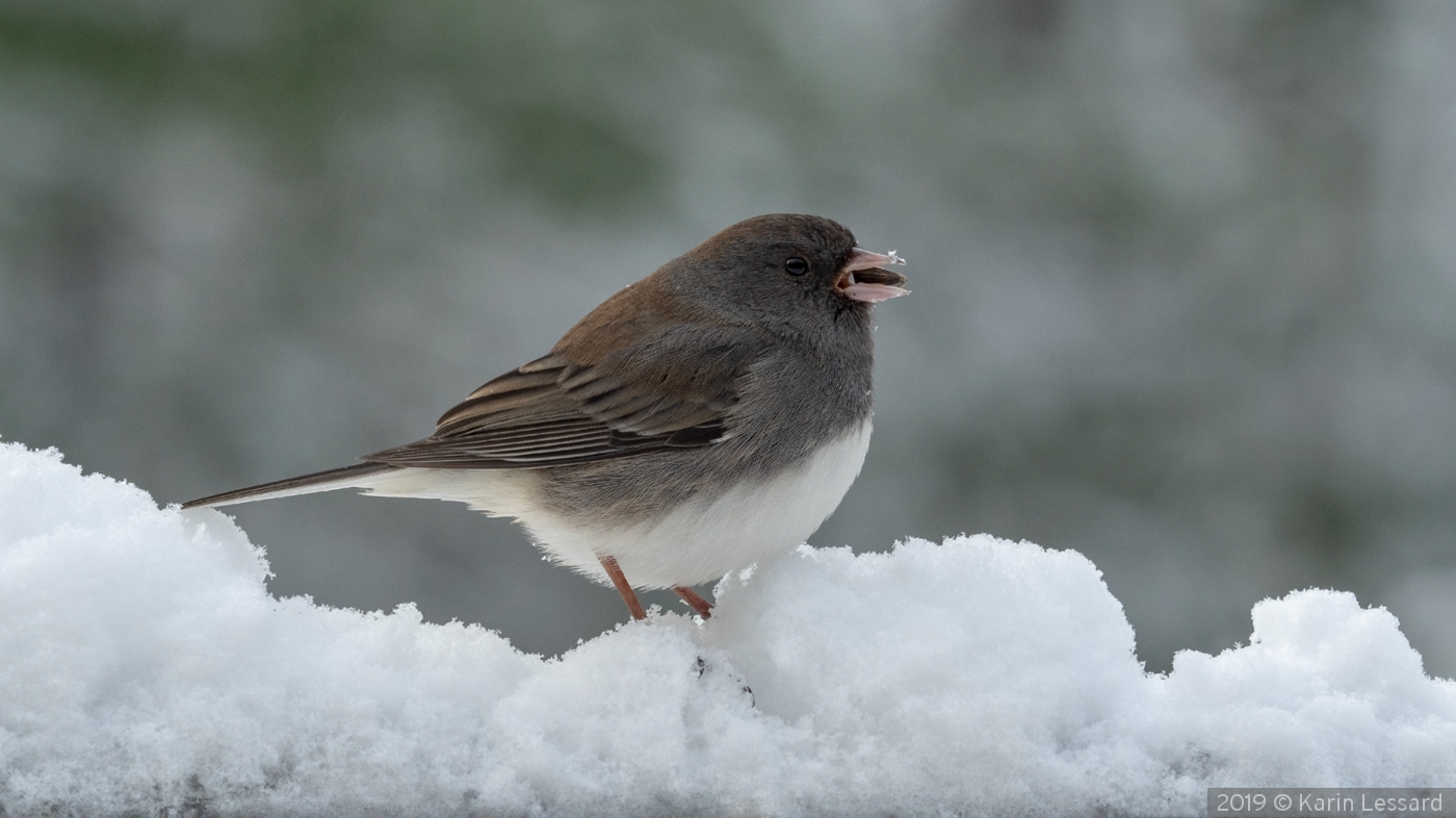 Breakfast in the Snow by Karin Lessard