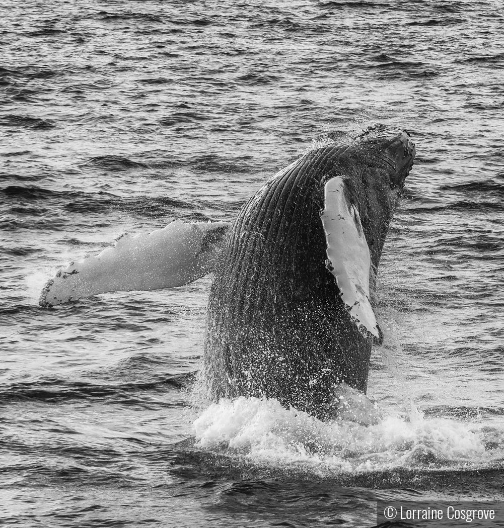 Breeching Humpback by Lorraine Cosgrove