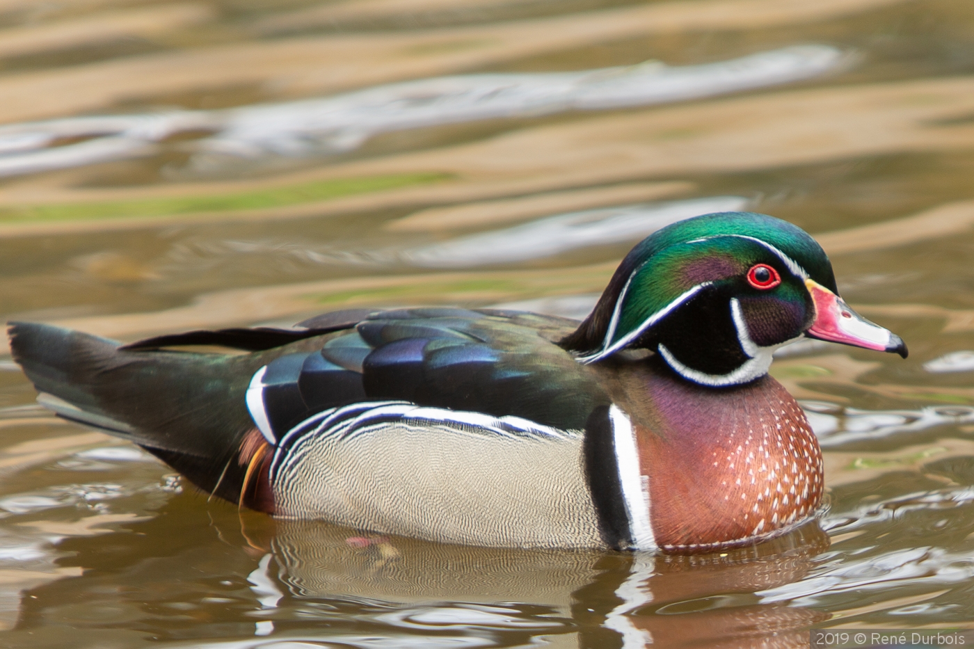 Breeding Male Wood Duck by René Durbois