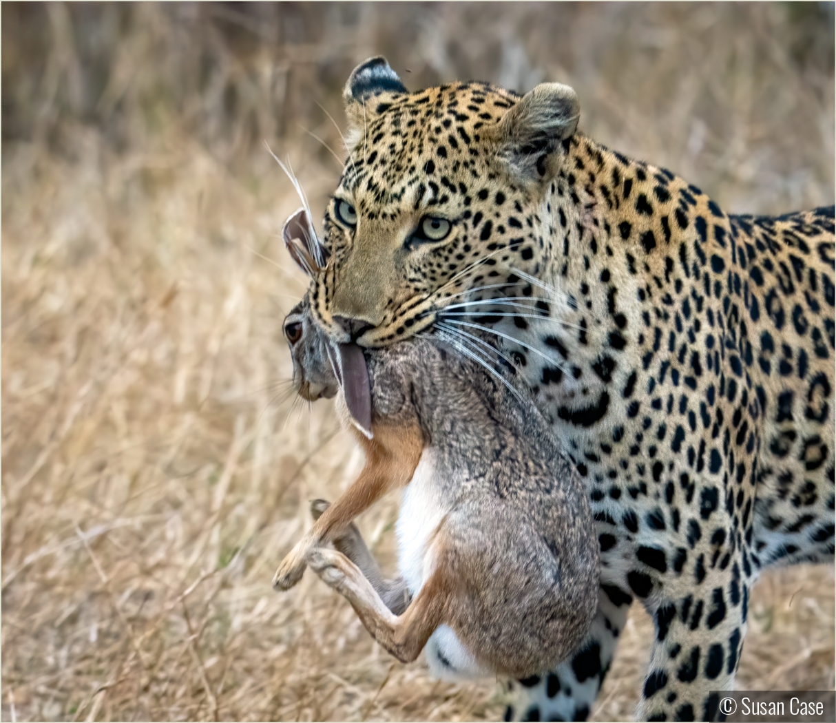 Bringing Dinner Home by Susan Case