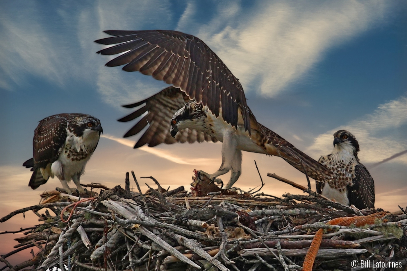 Bringing Home Diner by Bill Latournes