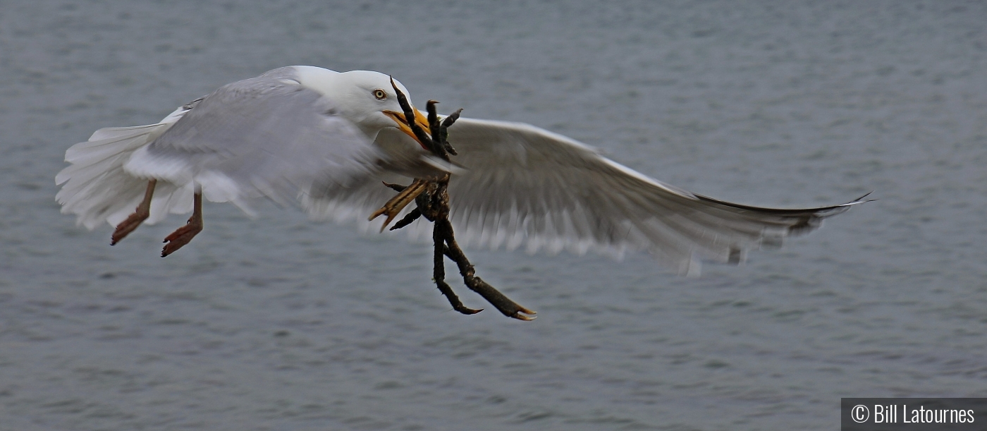 Bringing Home Dinner by Bill Latournes