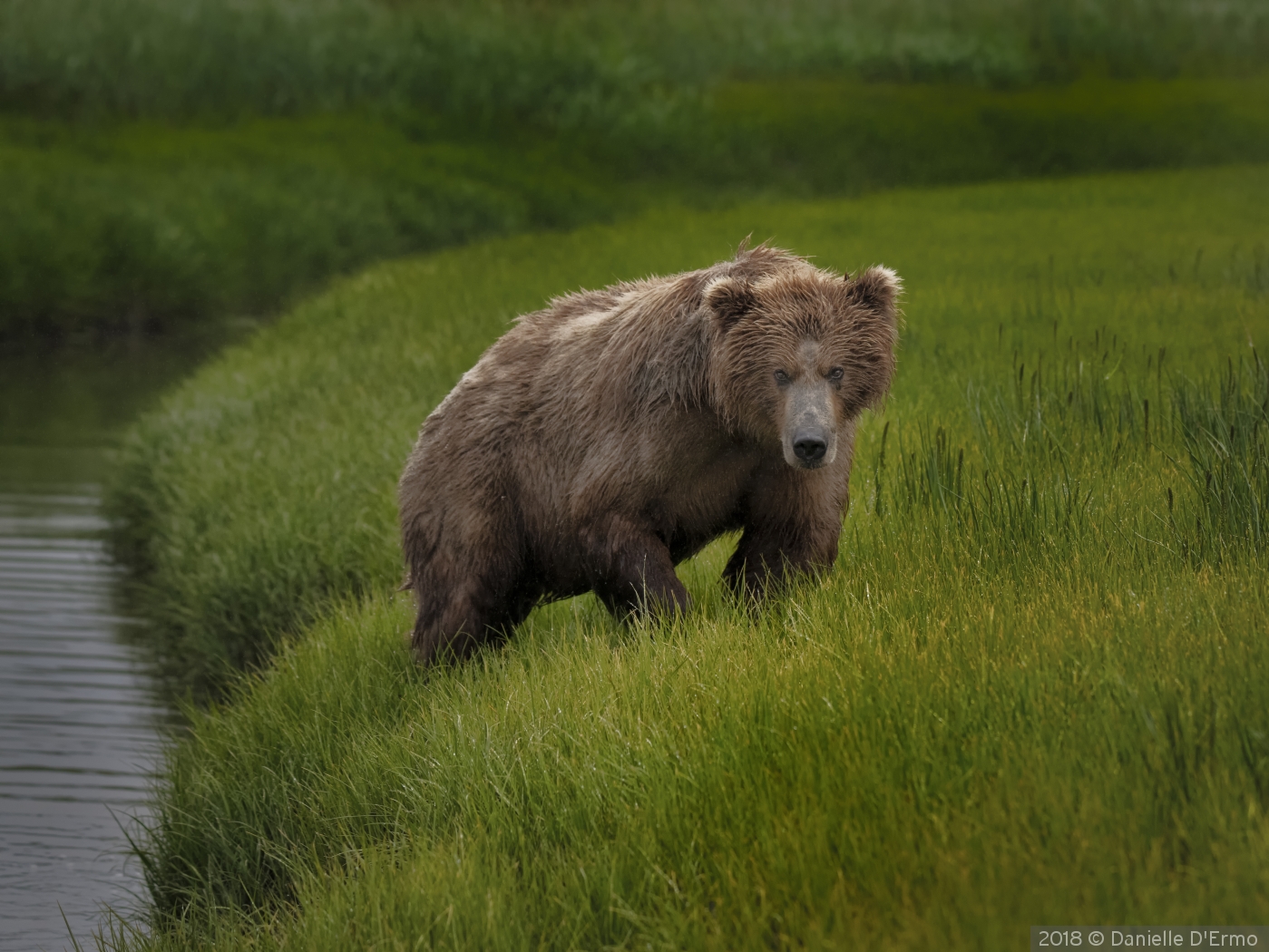 Brown Bear by Danielle D'Ermo