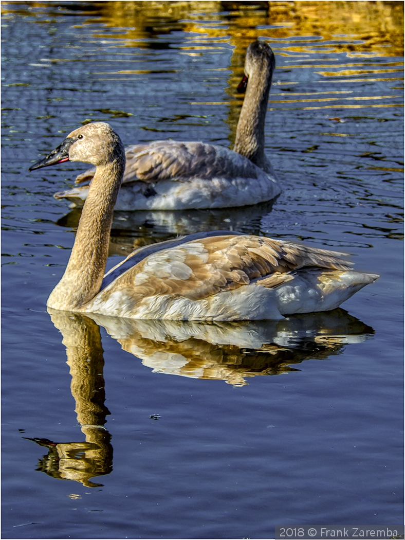 Brown Swans by Frank Zaremba