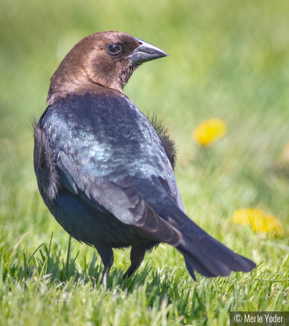 Brown-headed cowbird by Merle Yoder