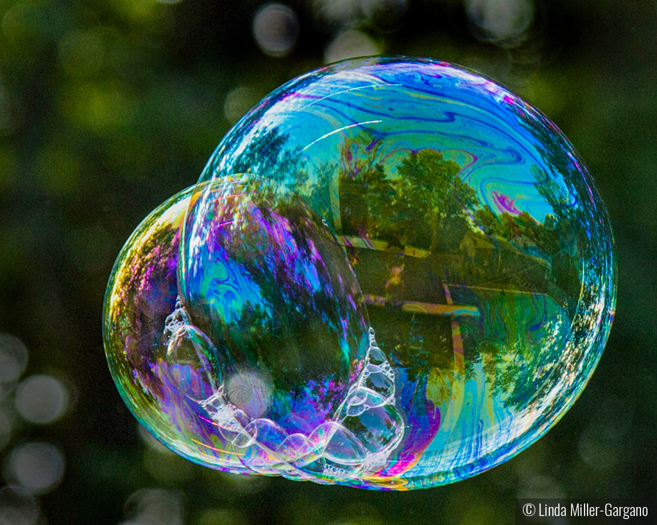 Bubble Forest by Linda Miller-Gargano