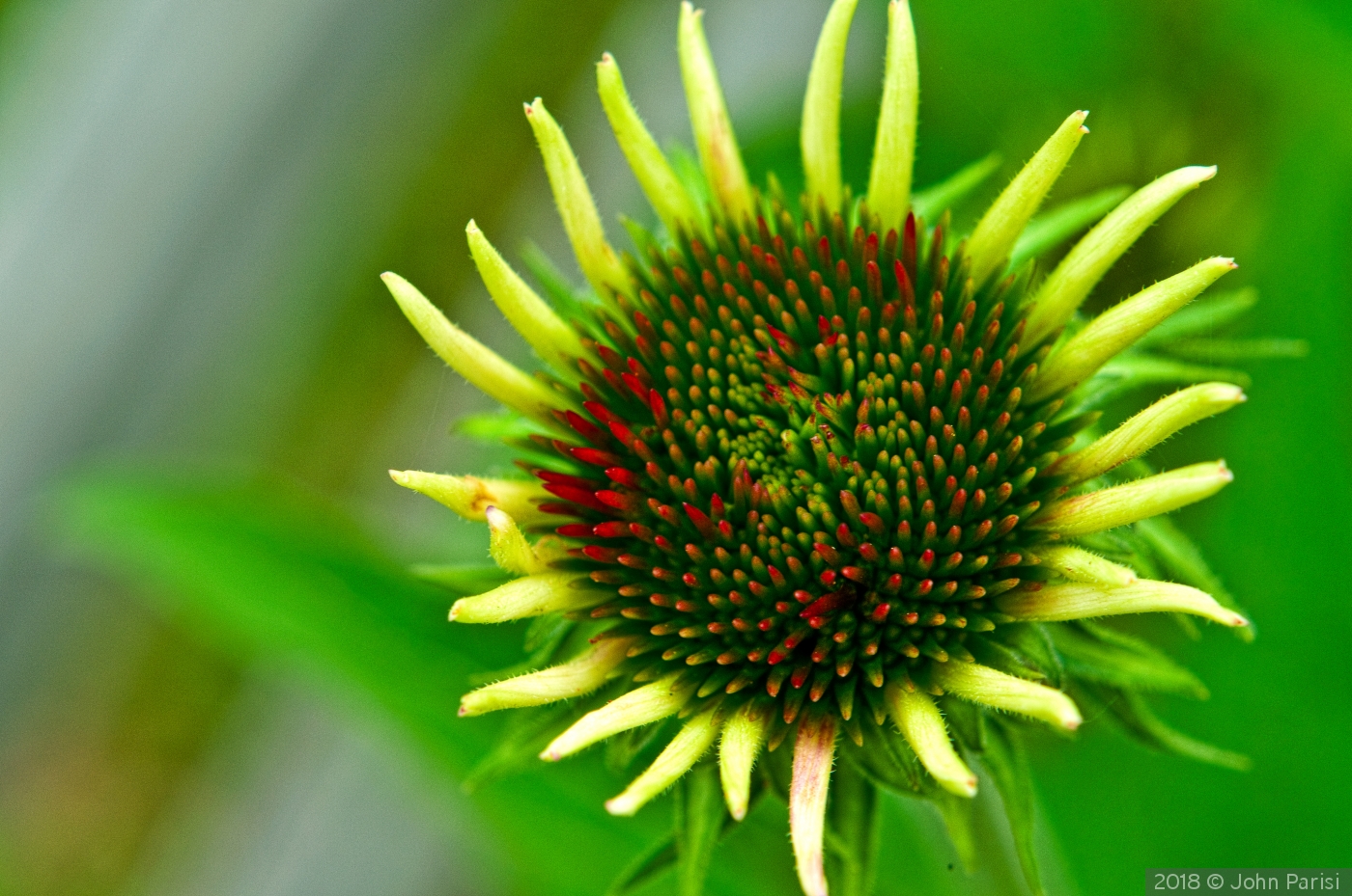 buds by John Parisi