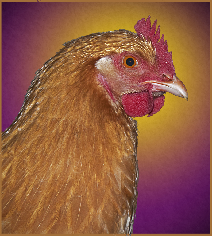 Buff Orpington Hen Portrait by Dolph Fusco