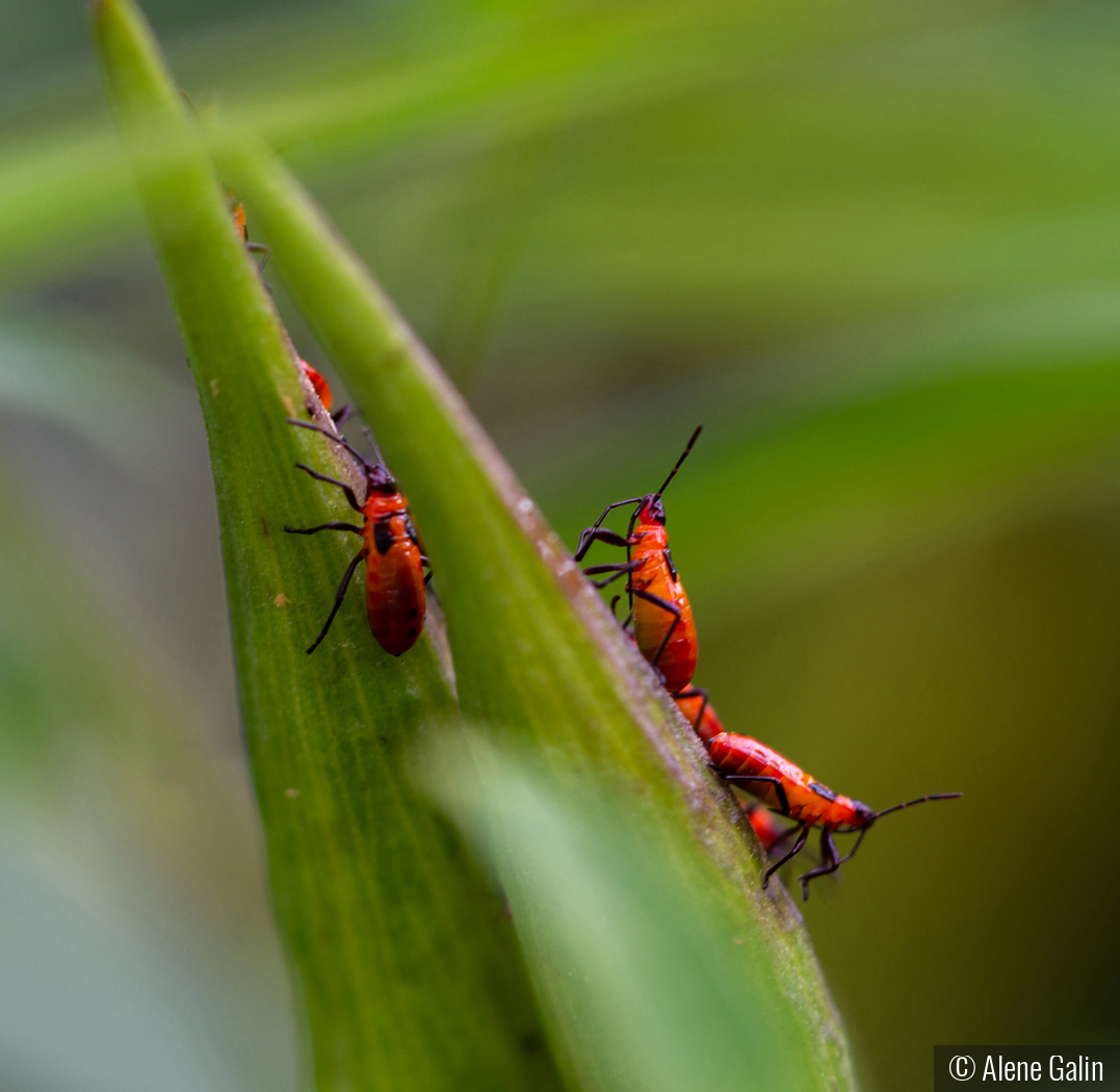 Bugs-on-Parade by Alene Galin