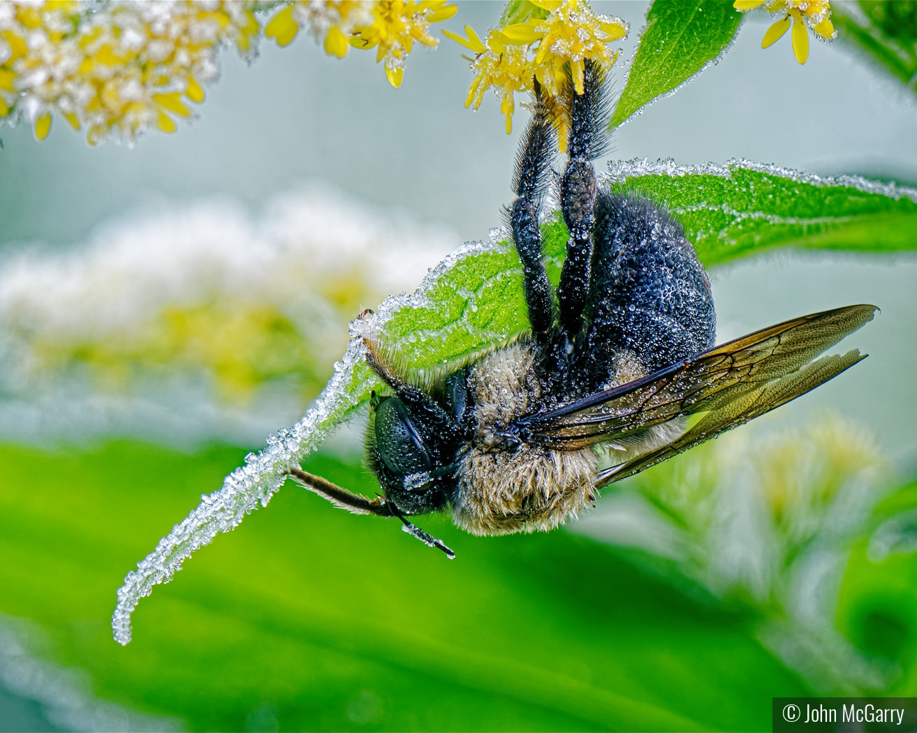 Bumble Bee on a Frosty Morning by John McGarry