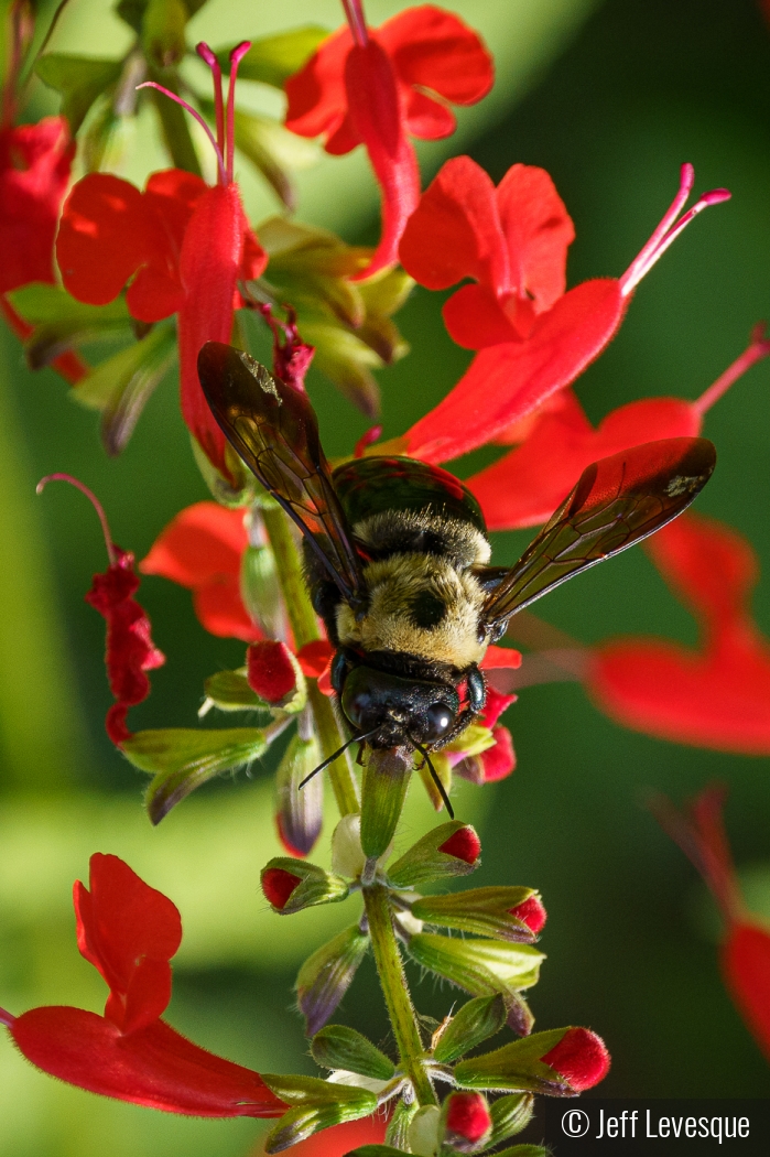 Bumble Bee by Jeff Levesque