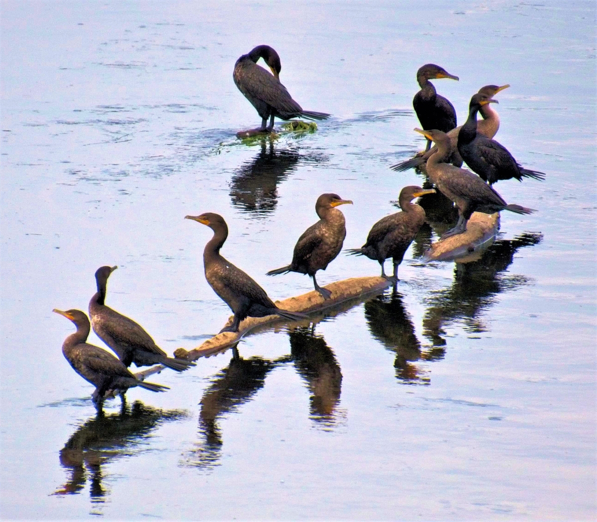 Bumps on a Log by Charles Hall