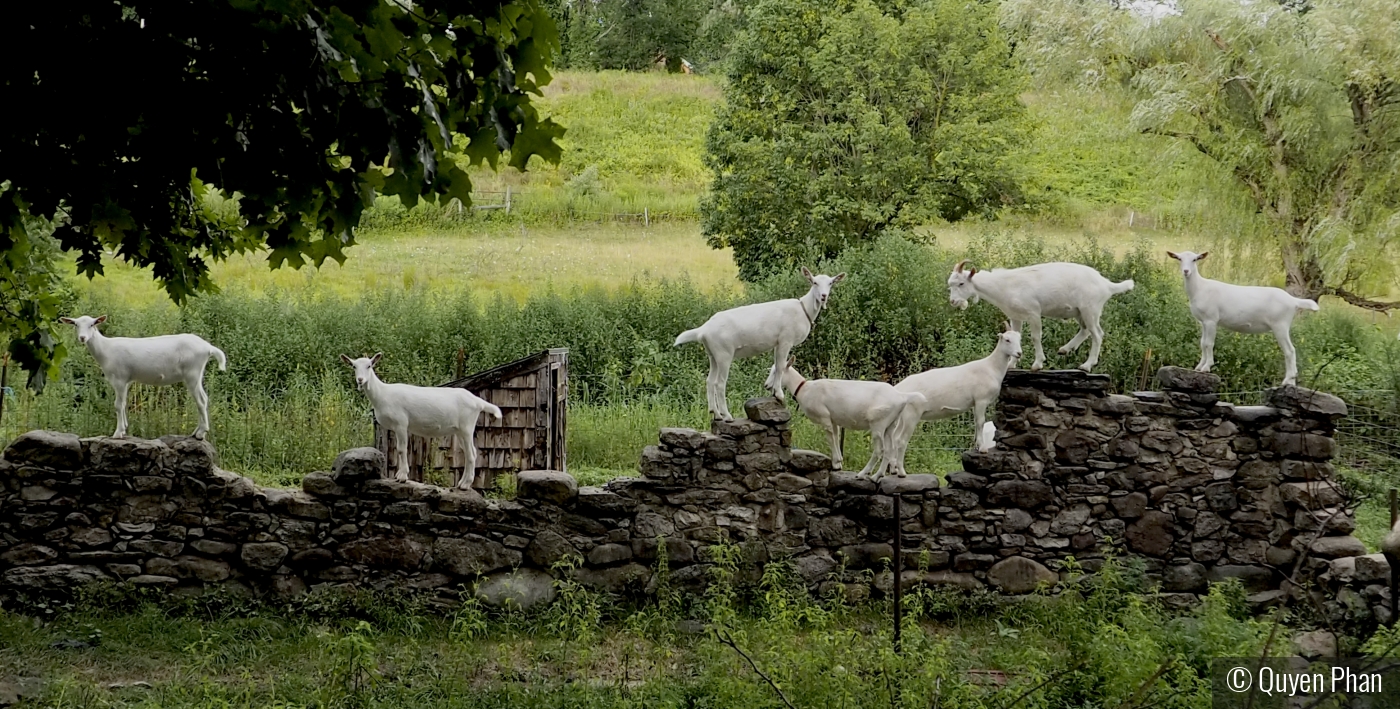 Bunch of goats on a rock wall by Quyen Phan