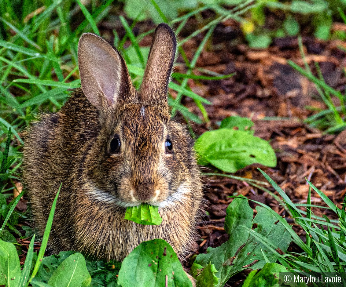 Bunny by Marylou Lavoie