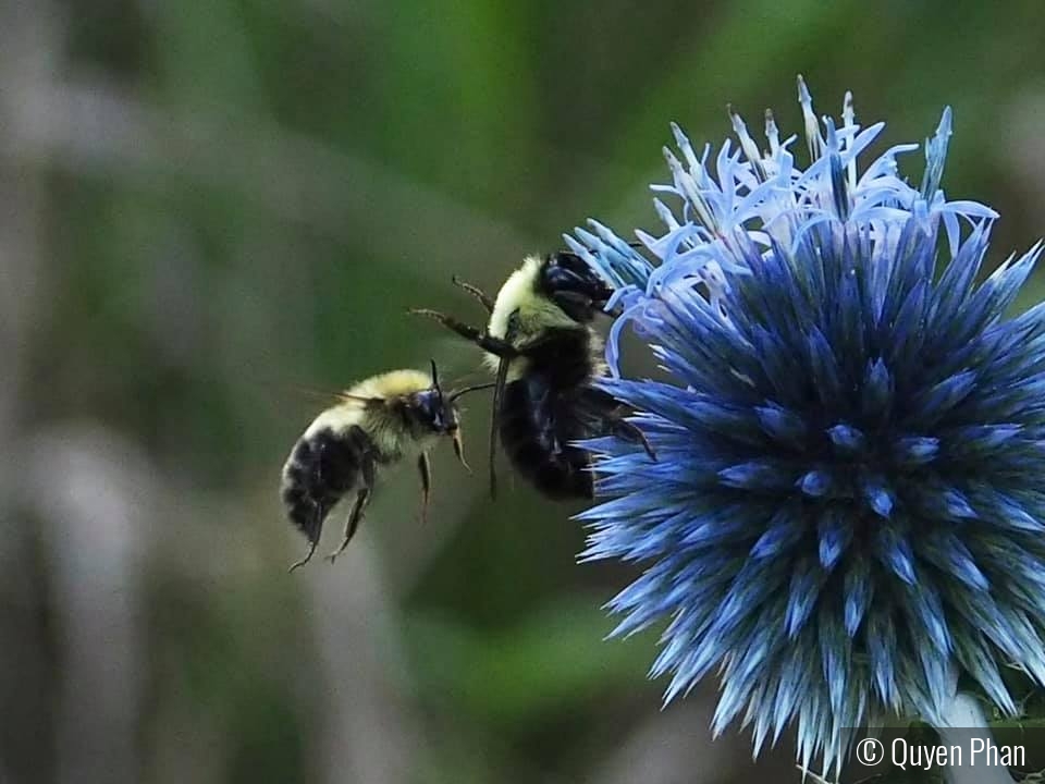 Busy Bees by Quyen Phan