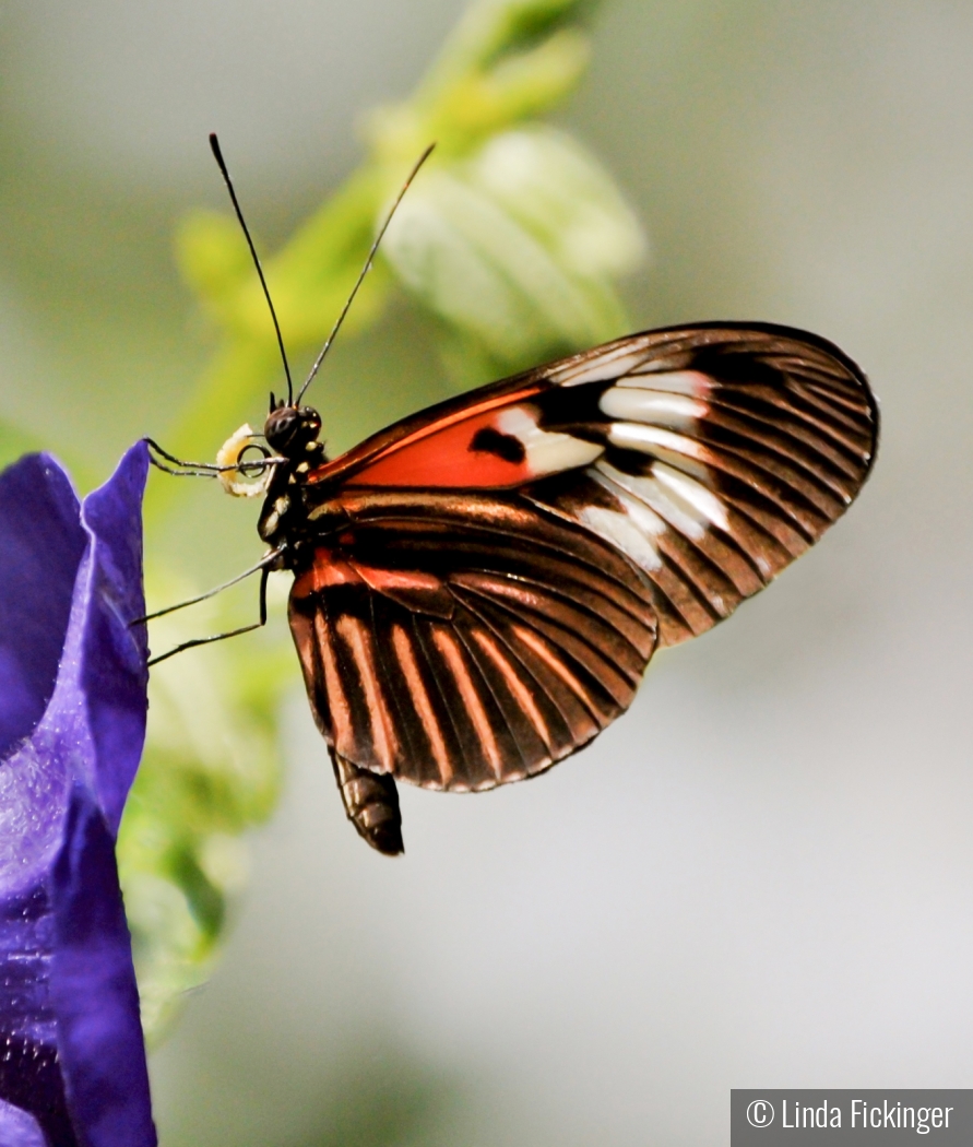 Butterfly Breakfast by Linda Fickinger