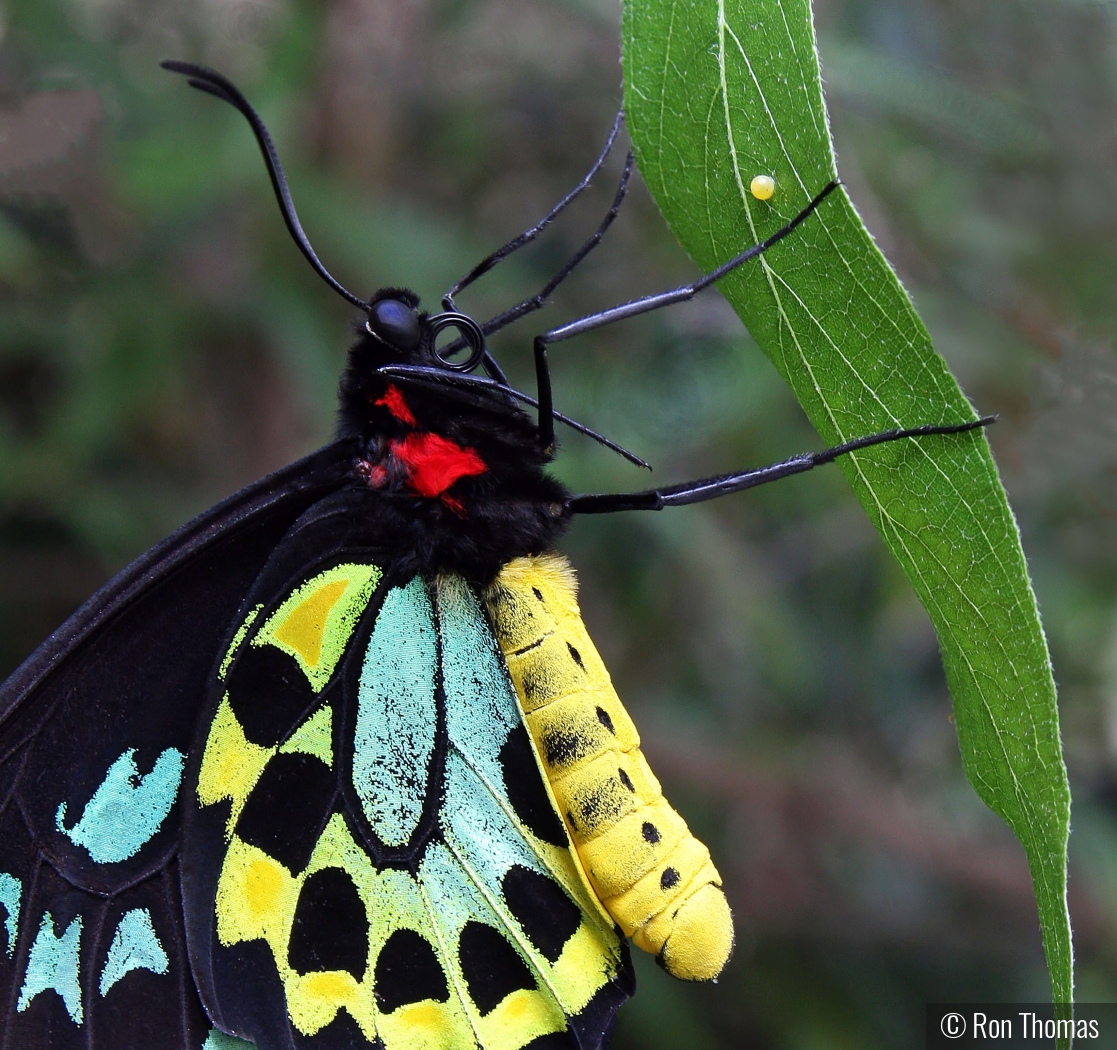 Butterfly by Ron Thomas