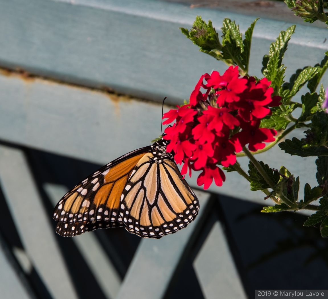 ButterlyOnTheBridge by Marylou Lavoie