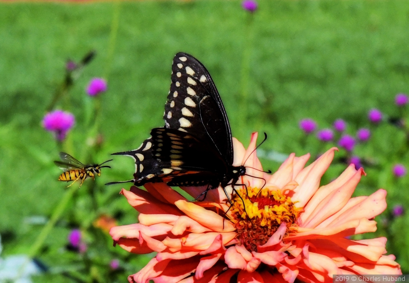 Buzzed by Charles Huband