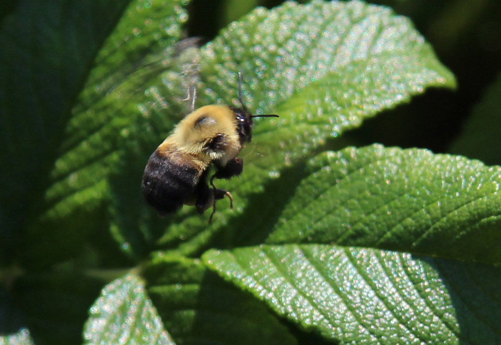 Buzzing Around by Harold Grimes