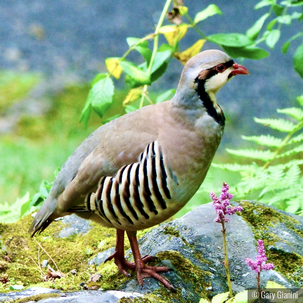 CHUKAR by Gary Gianini