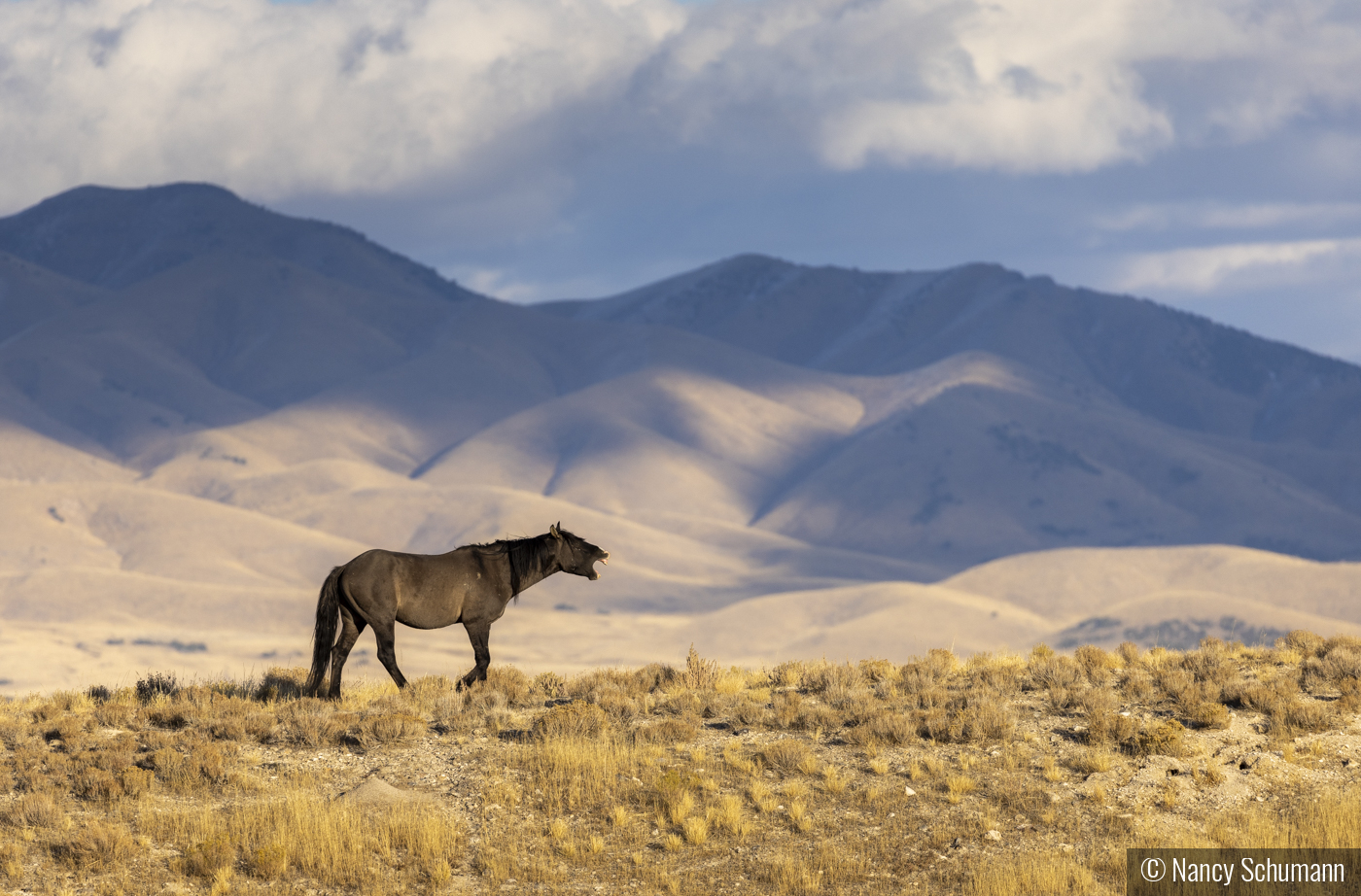 Calling His Herd by Nancy Schumann