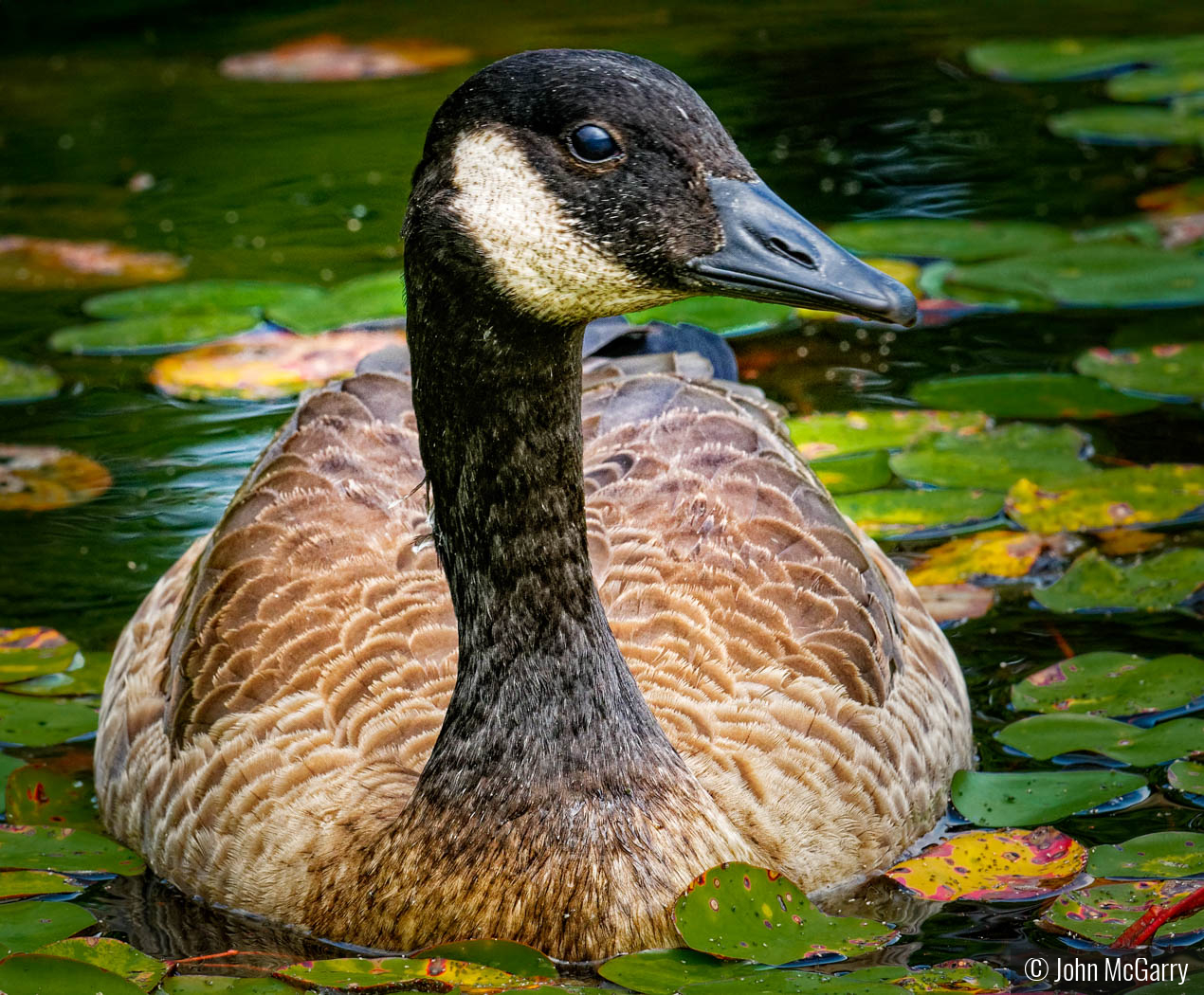 Canada Goose by John McGarry