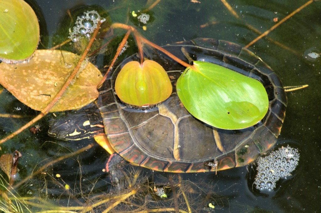 Can't See me by Charles Hall