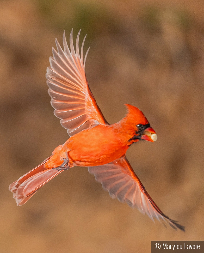 Cardinal Takeout by Marylou Lavoie