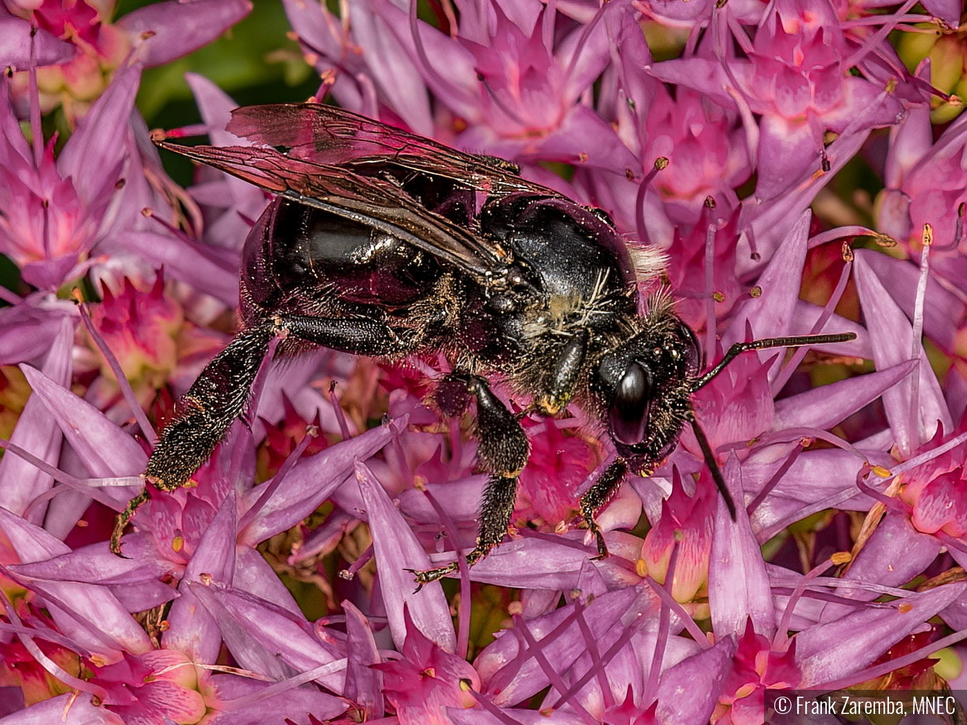 Carpenter Bee by Frank Zaremba, MNEC