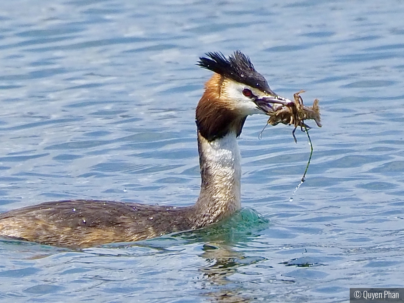 Catch of the Day by Quyen Phan