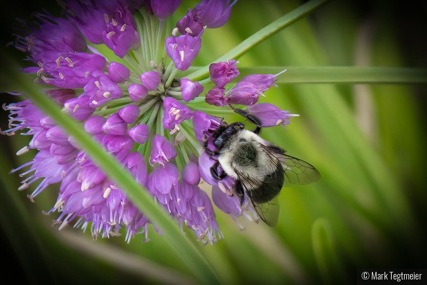 Catching a Buzz! by Mark Tegtmeier