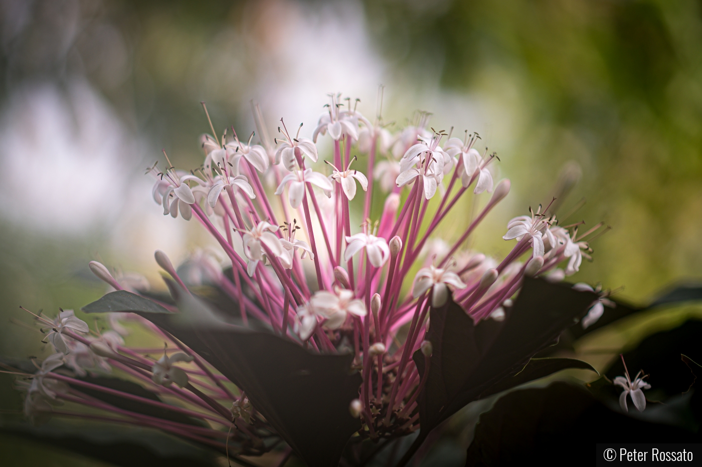 Cedar Flower by Peter Rossato