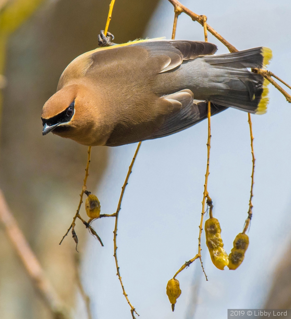 Cedar Waxwing Hanging Sideways by Libby Lord