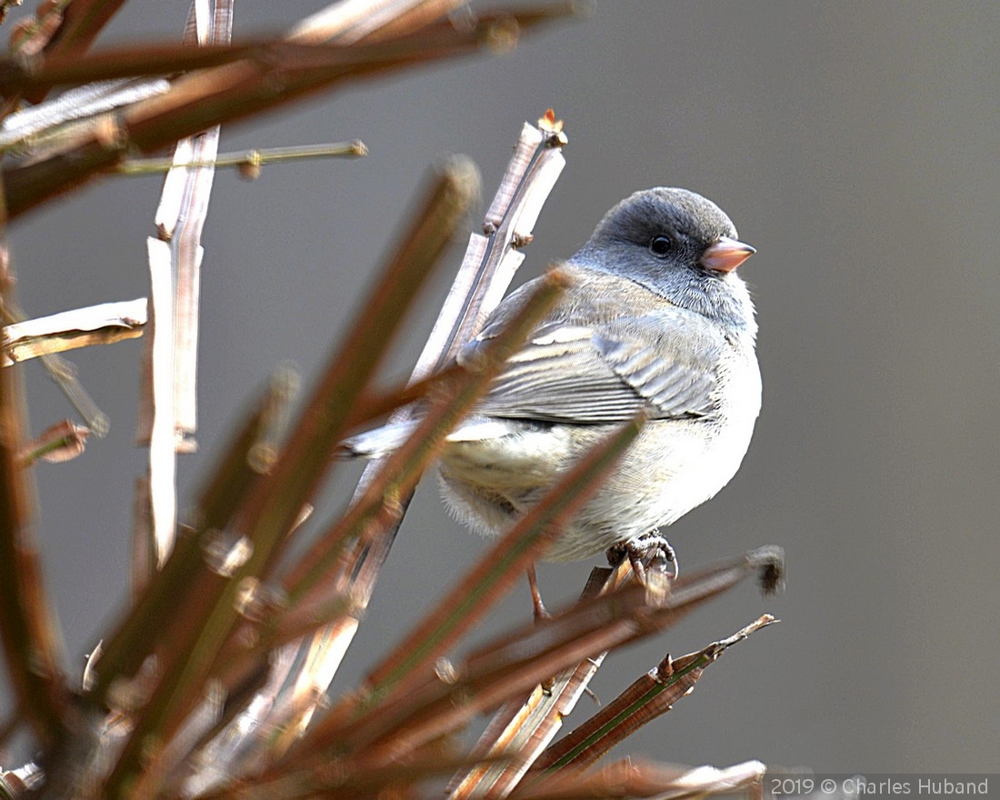 Checking around back by Charles Huband