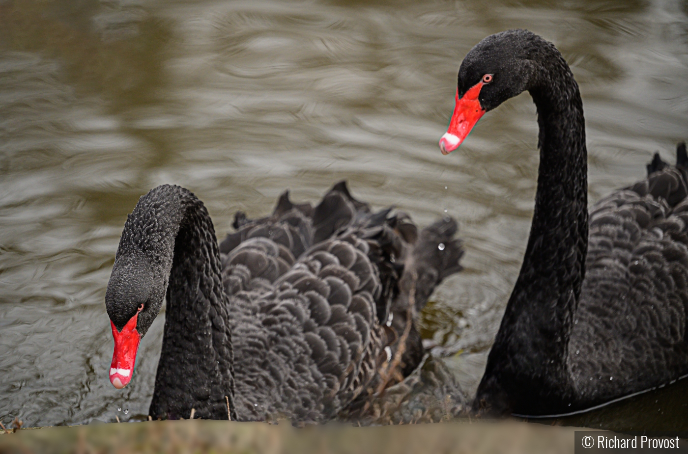 Checking out the edges by Richard Provost