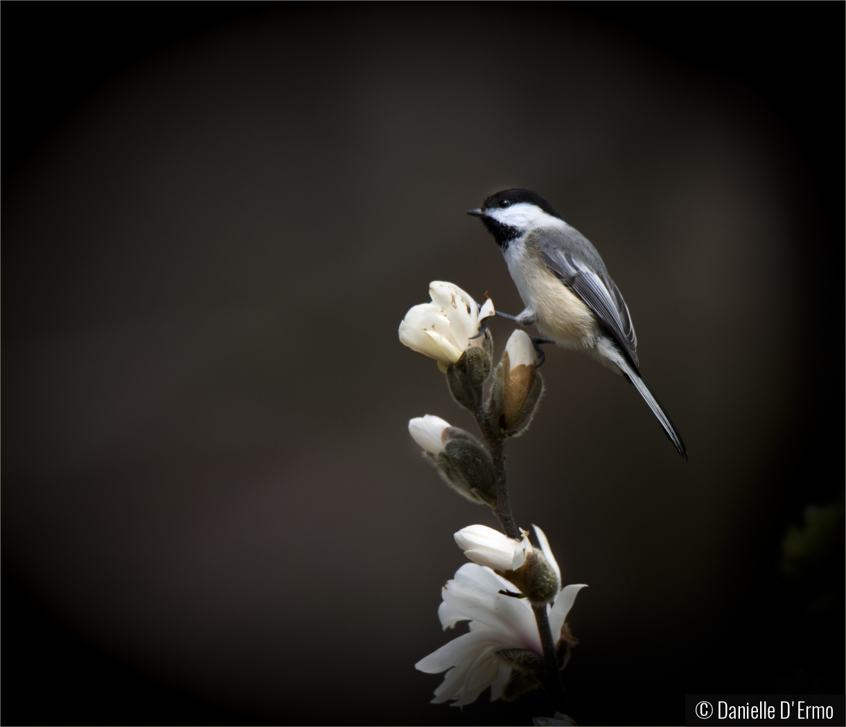 Chicadee by Danielle D'Ermo